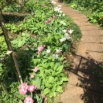 チュウリップは今花盛り